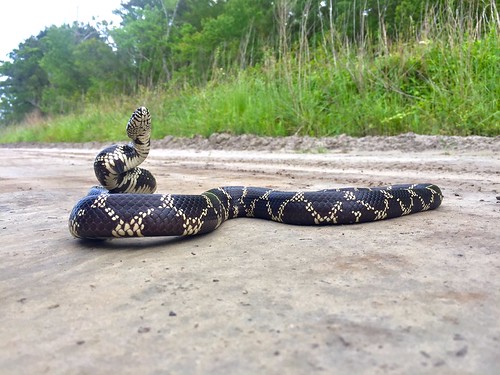 reptile snake wildlife northcarolina nationalwildliferefuge usfishandwildlifeservice nationalwildliferefugesystem