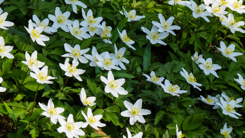 Crowd of wood anemones, Baggeridge