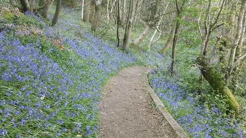 Bluebells on Ide Hill Greensand Way, Kent