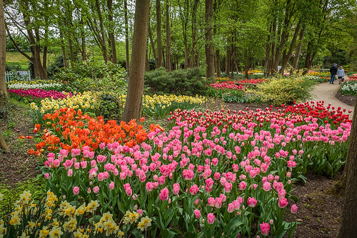 england flora tulips unitedkingdom lincolnshire gb spalding springfieldfestivalgardencentre