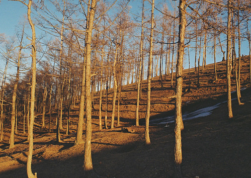 2016 spring march film color analog praktical flektogon35mm28 trees nature siberia baikal landscape light