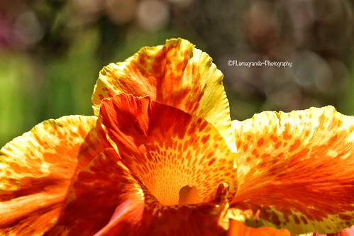 Untitled | by fcla1957