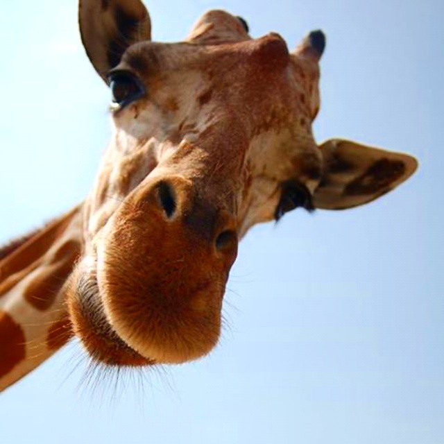 Heeeeeeeeey! #giraffe #happy #smile #funny #animals #wildl… | Flickr