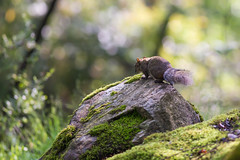 Squirrel, Tangjiahe Nature Reserve, Sichuan, China