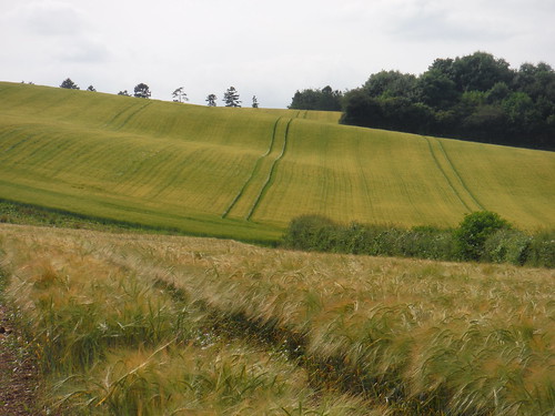 Fieldscape near Lower Eldon Cottage SWC Walk 265 - Dean to Mottisfont and Dunbridge 