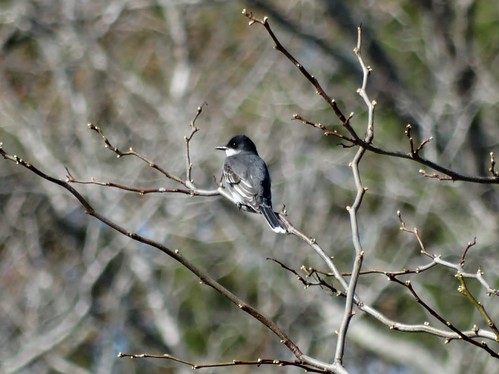 statepark bird spring rare flycatcher