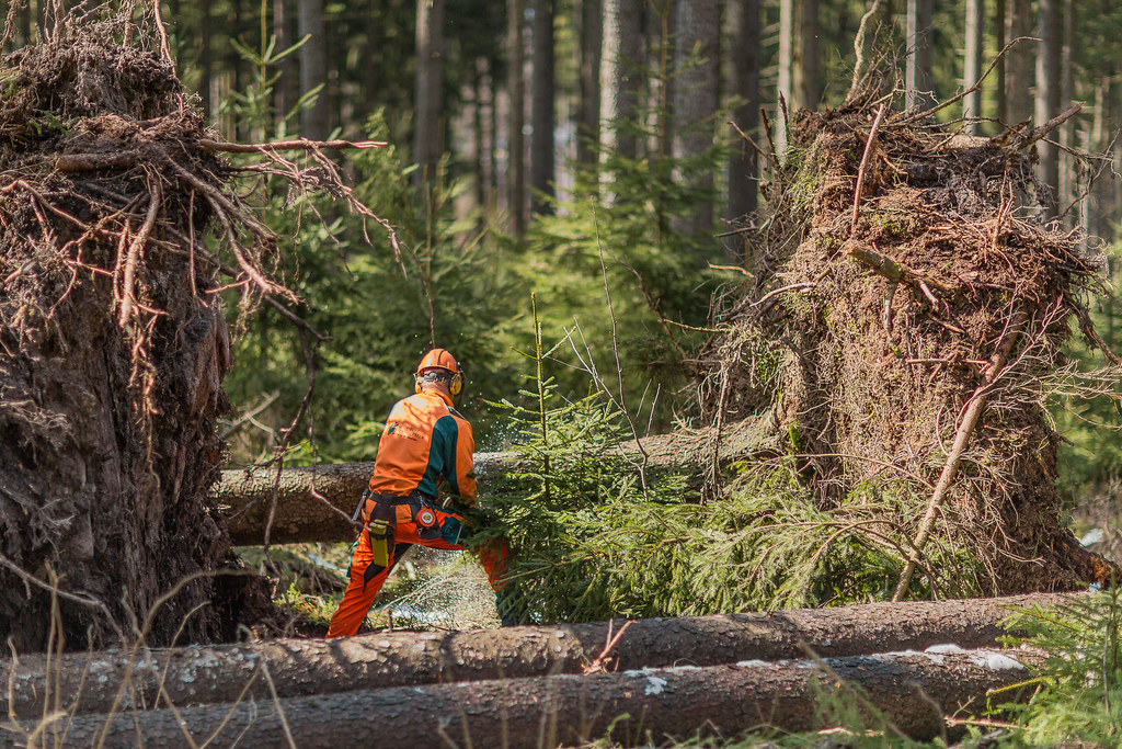 Waldarbeiter des Forstbetriebs Fichtelberg arbeiten Schäde… | Flickr