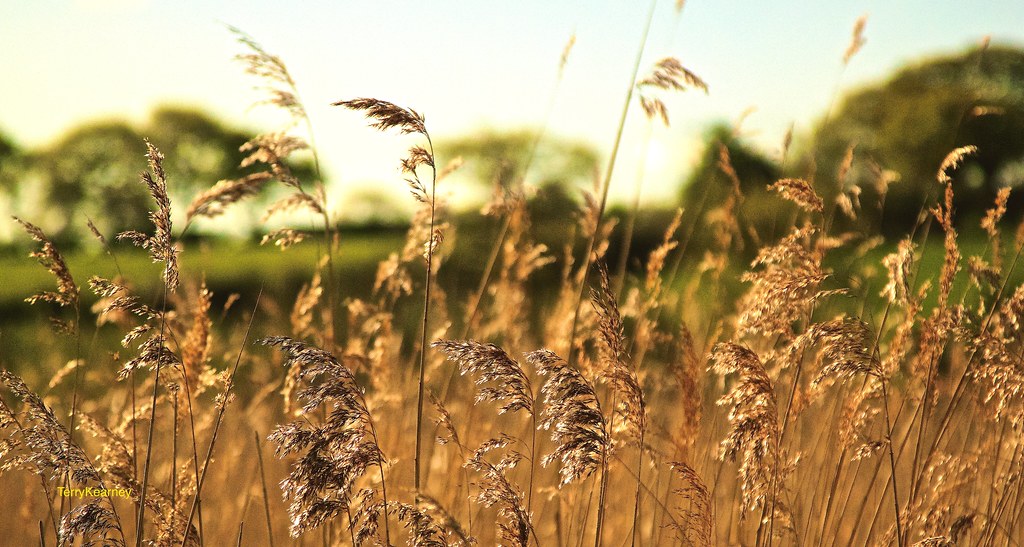 Wheat Fields of Cheshire