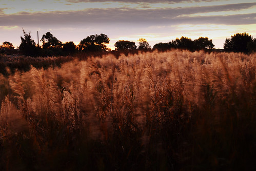 sunset photoshop reeds wetlands processed gothicpaddock