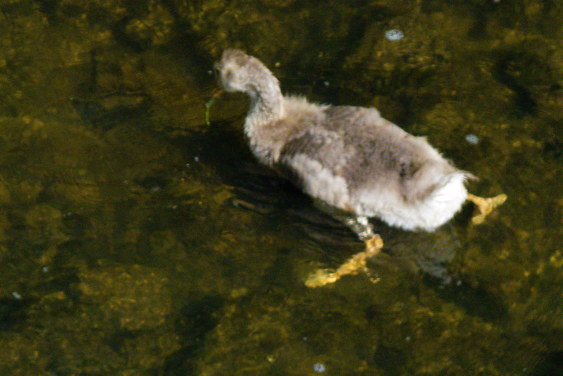 Gosling, Severn by Bridgnorth bridge
