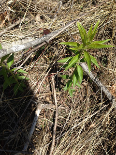 Lysimachia quadrifolia, Accotink, 4-24-15 | by FritzFlohrReynolds
