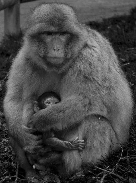 Barbary macaque and baby at Trentham Monkey Forest