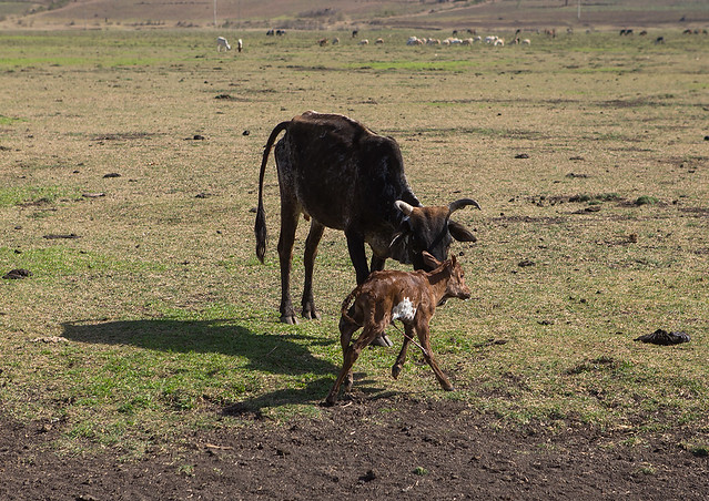 Brown cow licking her just born baby, Amhara region, Artuma, Ethiopia