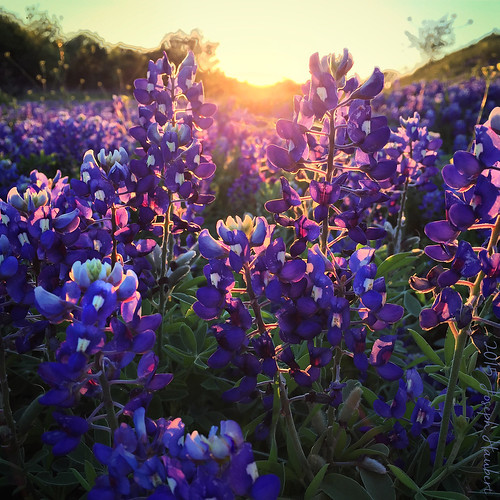 flowers sunset landscape dallas spring meadow bluebonnets iphone dallastx texassky fieldofflowers dallasskyline dallassunset texassunset texashighway josephhaubert iphoneography