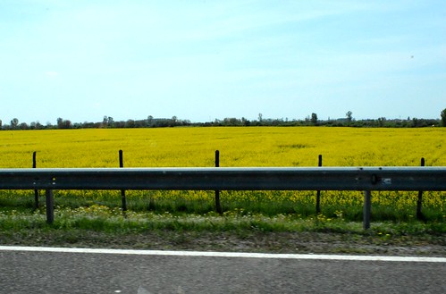 flower field hungary autobahn autoroute agriculture ungarn tavasz virág 2015 hongrie tábla április mező autópálya canole repce mezőgazdaság repcemező dormánd