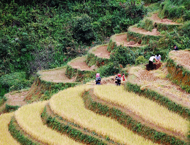 Asia farmers working on terraced rice fields