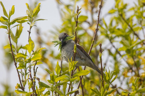 Nesting Sparrow | by LA Boy Sadler