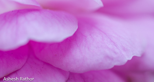 Delicate | by asheshr