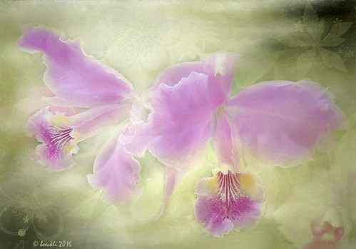 flowers orchids textures texturen orchideen purple lila elné ti2 topazimpression2 pse14 blumen blüten blossoms blooms pastel pastell painterly filters colour colours colors farbig bunt flora fleur blume nature garden colorful colourful