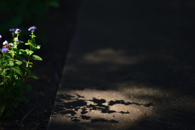 shadow flowers
