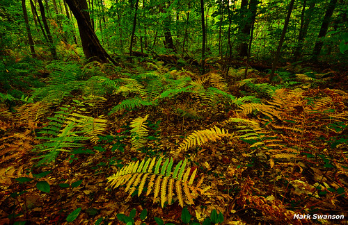 park autumn fern tree green fall nature colors leaves yellow forest outdoors nikon floor michigan scenic sigma foliage 1020mm d5100