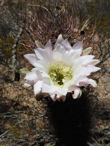 argentinien cacti cactus echinopsis fnrrb3239 ka3230s kakteen kaktus leucantha oospaniol rb3239 standort ytag1