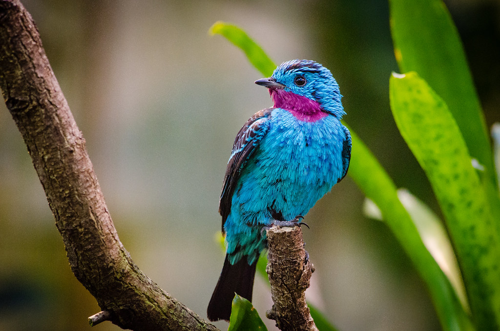 Spangled cotinga (male)