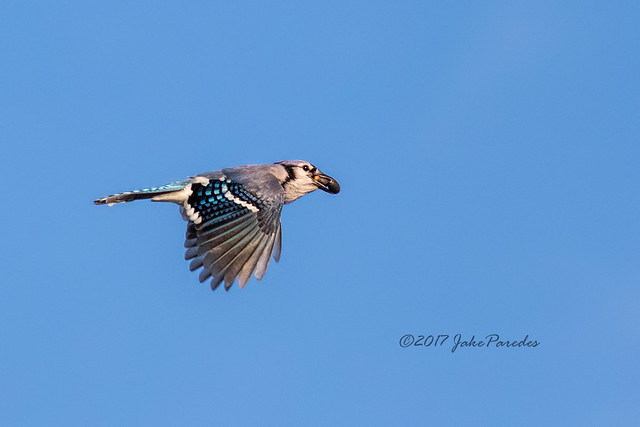 Blue Jay flies with food