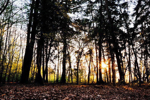 trees green nature forest subject wald genre sunsetsunrise