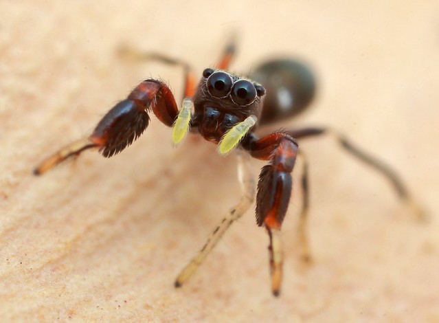 5mm ant-mimic jumping spider