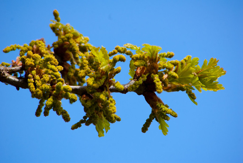 Oak: flowers, leaves