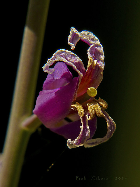 Streptanthus albidus ssp. peramoenus_Most Beautiful Jewel Flower_2029