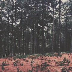 There's a truth that will set you free. Some people just can't see the forest for the trees. || #KeepWondering @madewithfaded #madewithfaded #SouthAfrica #Mpumalanga #Kaapsehoop #visualsgroup @visualsgroup #pxcollective @pxcollective #lifeofadventure @liv