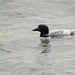 A beautiful common loon (Gavia immer) fishing along with the humans under the pier at Coney Island