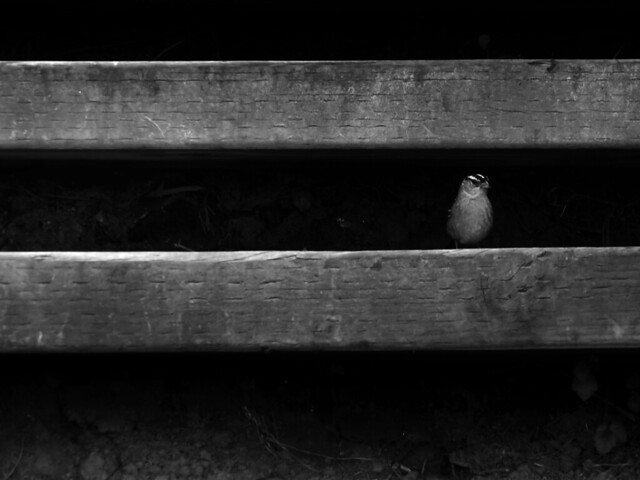 White-crowned sparrow on wooden steps to Marshall Beach; The Presidio, San Francisco.  April 29, 2015