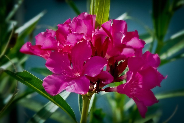 Flor (Flower)