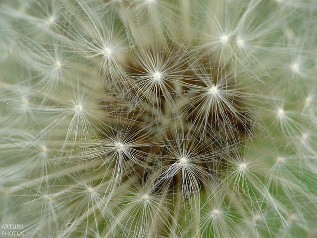 Beauty of dandelion