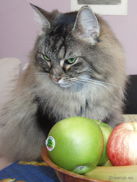 Milly with apples (2007)