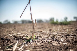 Southern Africa drought - Mozambique | by IFRC