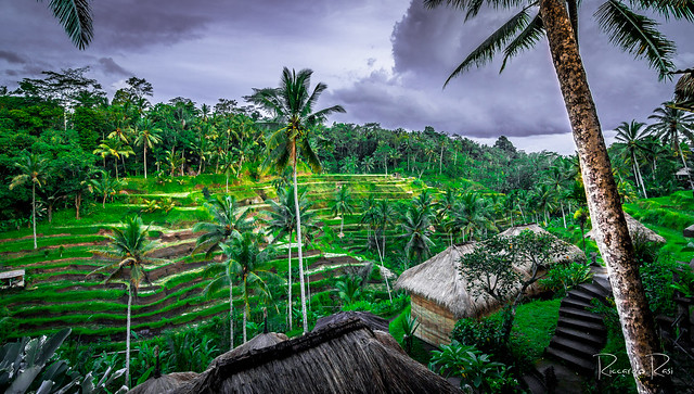 Bali - Rice terrace