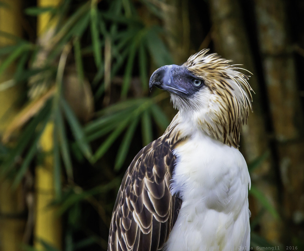 Philippine eagle the Interesting Facts