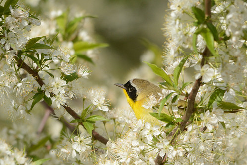 chicago flower birds montrose lincolnpark warbler floweringtree commonyellowthroat