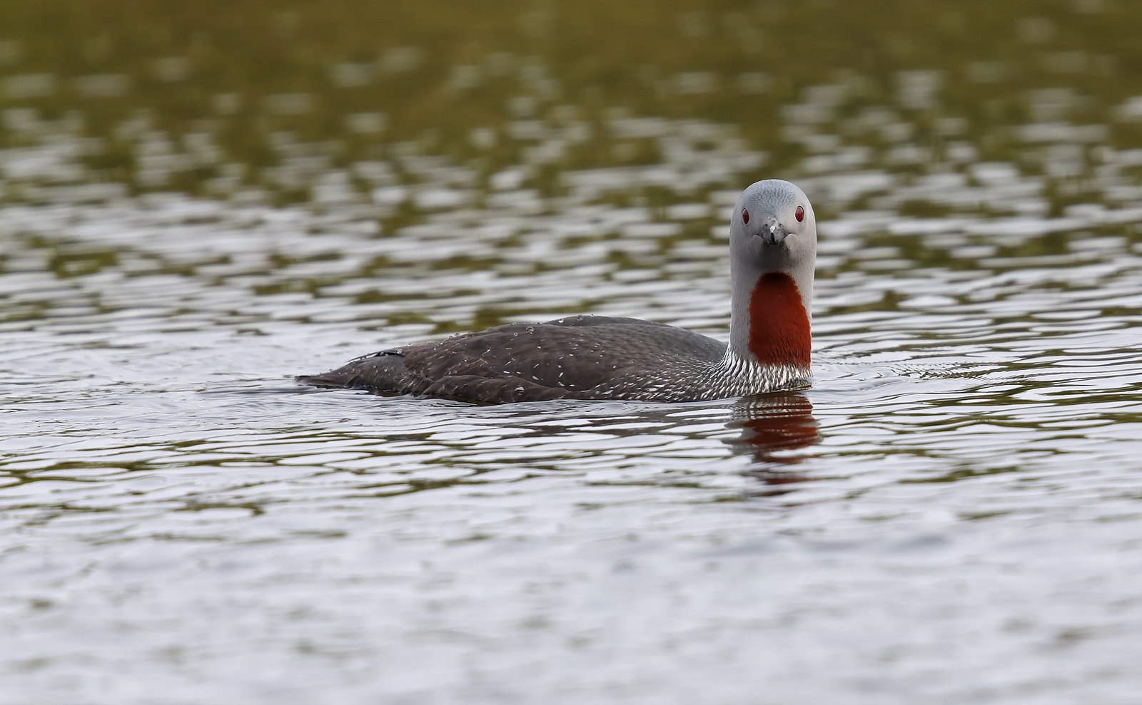 Red-throated Loon [Diver]