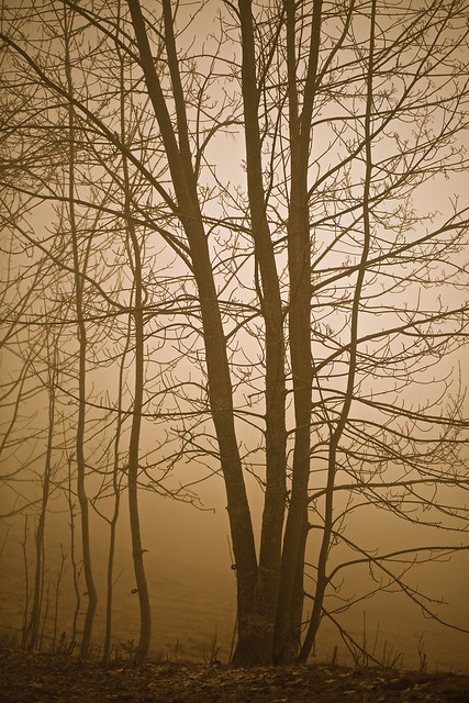 Brouillard vivace