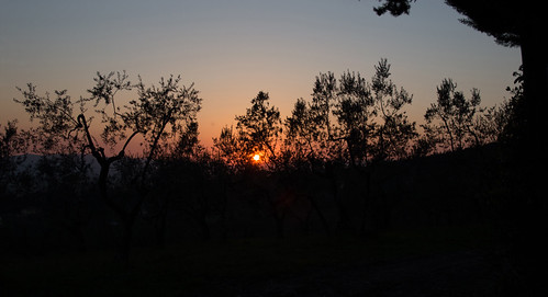 Sunset olive grove | by Andrea Cerbai