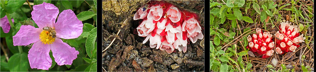 Cytinus hypocistis subsp. clusii  Zistrosenwürger