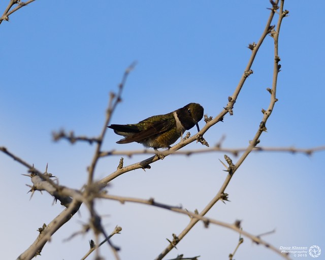 male Black-chinned Hummingbird