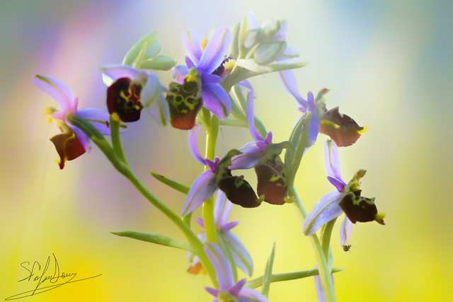 Gruppo di ophrys fuciflora