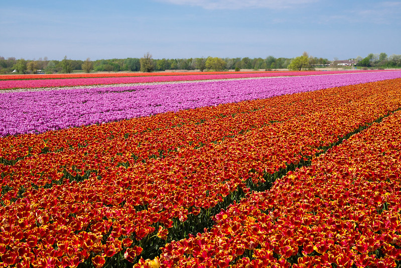 Tulips Fields in Holland