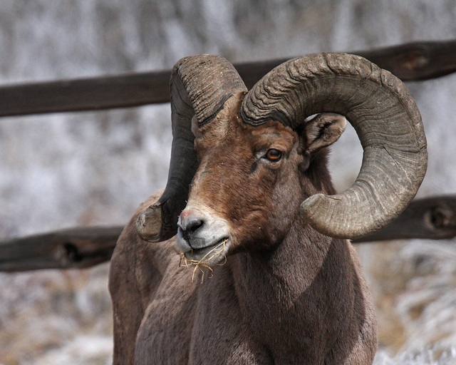 Bighorn Sheep 6619